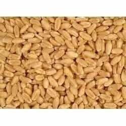 Hard Highly Nutritious Wheat Grains
