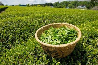 High Quality Green Tea Leaves