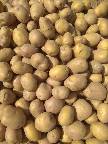 New Harvest Fresh Potato
