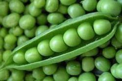 Fresh And Pure Green Peas