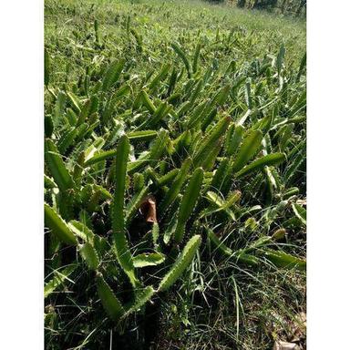 White Dragon Fruit Plant