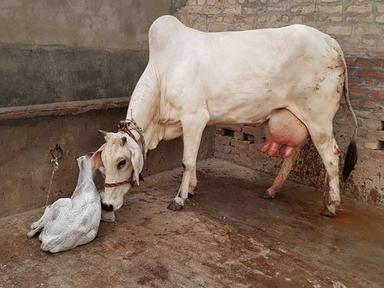 High Milk Producing Dairy Cow