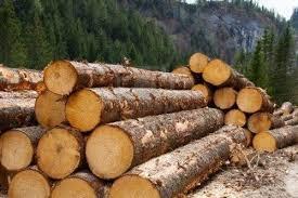 Natural Quality Timber Log