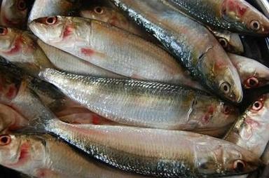 Bulk Fresh Frozen Fish