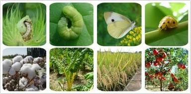 Imidaclopride 30.5% SC Insecticide
