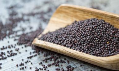High Nutritional Black Mustard Seeds