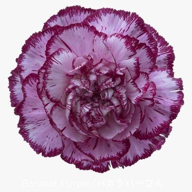Red Attractive And Beautiful Carnation Flower