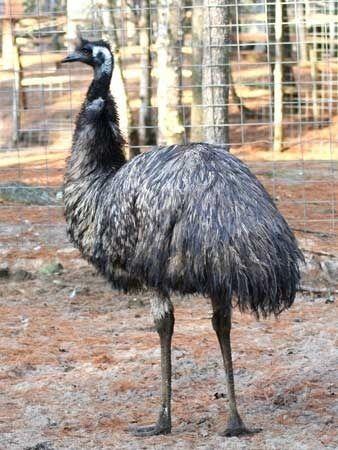 Emu Bird