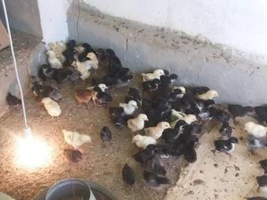 Desi Poultry Country Chicks