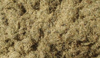 High Quality Washed And Dried Gelidium Seaweed
