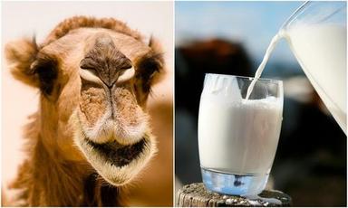 Pure White Camel Milk