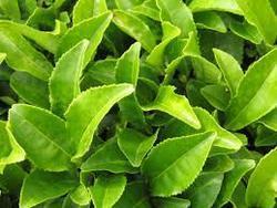 Healthy Green Tea Leaves