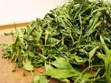 High Quality Stevia Dry Leaf