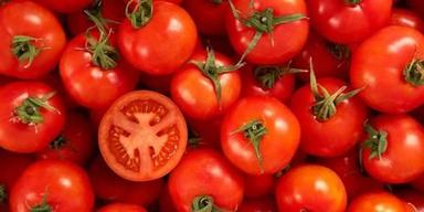Wealthy Taste Red Fresh Tomato