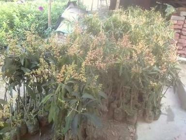 Naturally Green Mango Plant