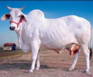 Tharparkar White Color Cow 
