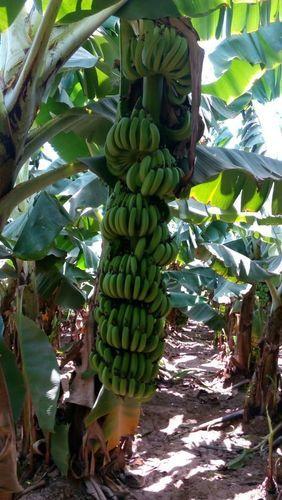 G9 Tissue Culture Banana Plants