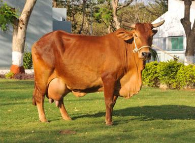 Steel High Breed Gir Cow