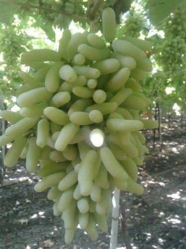 High Quality Grapes Plant