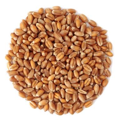 100% Organic Wheat Grains