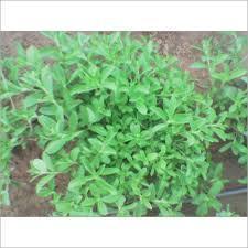 Stevia Plant For Garden