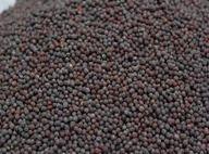 High Grade Black Mustard Seeds