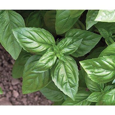 Natural Fresh Basil Leaf