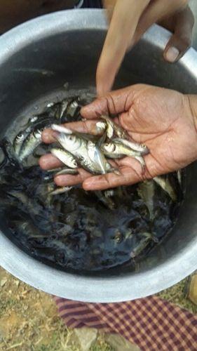 Fish Seeds For Farming