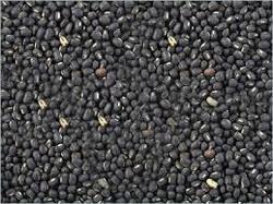 Common Black Matpe (Urad Saboot Pulse)