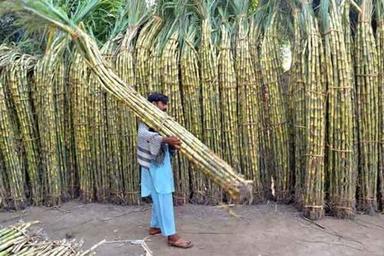 Fresh Sugarcane Fruits