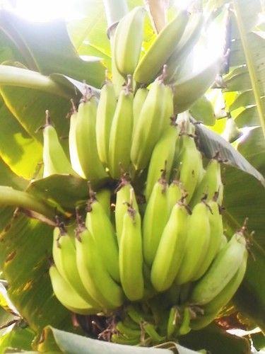 Common Raw Banana (Variety : Monthan)