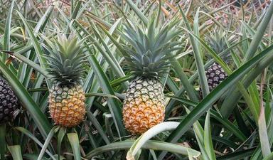 New Cultivated Fresh Pineapple