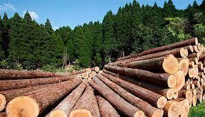 Teak Wood Quality Timber