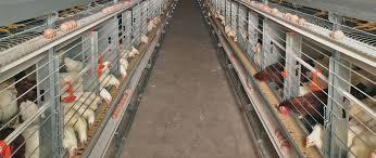 Poultry Feeding System