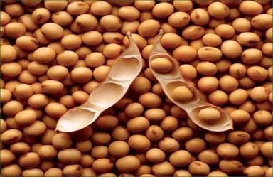 Soybeans Best Grade Soya Bean