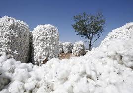 Organic Bulk White Raw Cotton