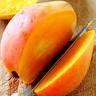 Fresh Totapuri Mango Pulp