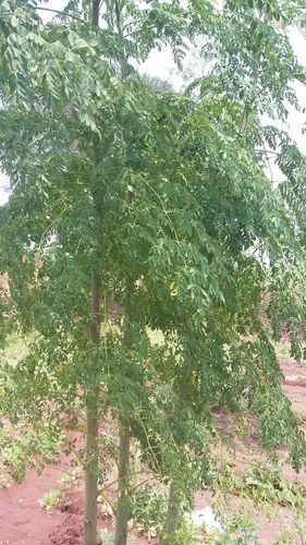 Herbal Natural Moringa Leaves