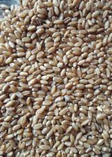 High Grade Indian Wheat