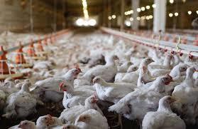 Broiler Chickens In House Application: Medical