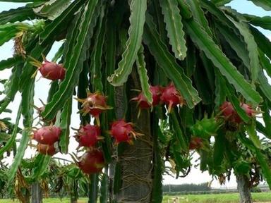 Fresh Dragon Fruit(Pitaya)