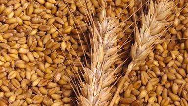 Indian Wheat Grain