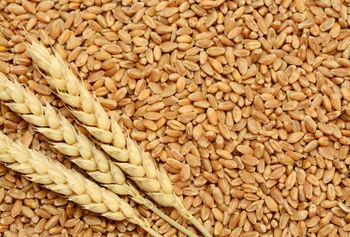 Organic Healthy Wheat Grains