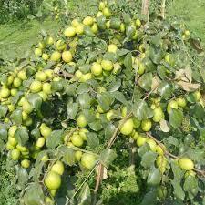 Fresh Apple Ber Fruit