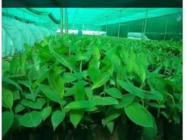 Tissue Culture G9 Banana Plant