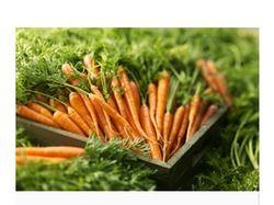 Excellent Taste Fresh Grown Carrot