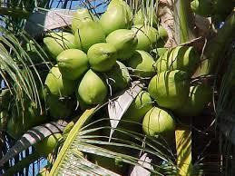 Fresh And Tender Green Coconut