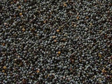 Mustard Seed Black Admixture (%): 1%
