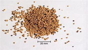 High Quality Yellow Mustard Seed Admixture (%): 0.25%