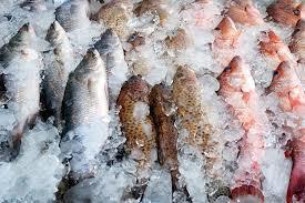 Frozen Fishes